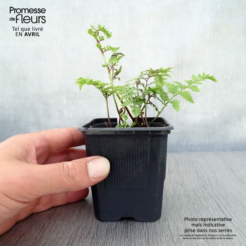 Exemplar von Athyrium niponicum var. pictum - Regenbogenfarn Kleine Töpfe von 8/9 cm wie im Frühjahr geliefert