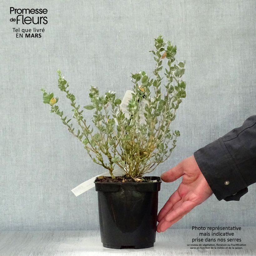 Exemplar von Atriplex halimus - Strauch-Melde Topf mit 1,5L/2L wie im Frühjahr geliefert