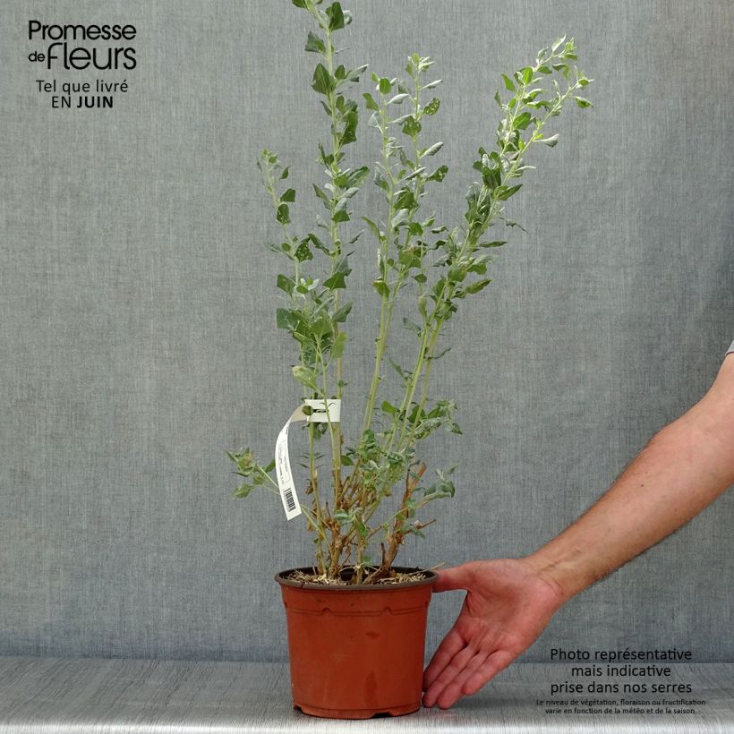 Exemplar von Atriplex halimus - Strauch-Melde Topf mit 1,5L/2L wie im Sommer geliefert