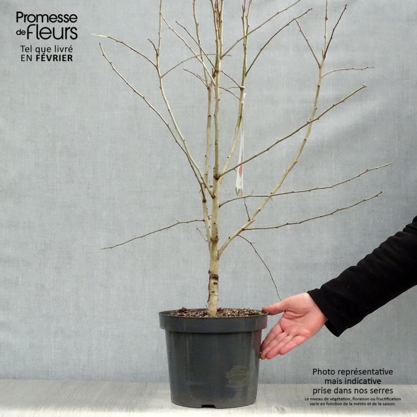 Exemplar von Crataegus laevigata Paul's Scarlet - Zweigriffliger Weißdorn Topf mit 7,5L/10L wie im Winter geliefert