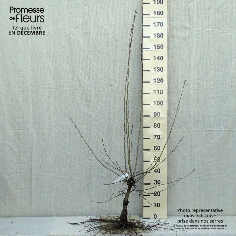 Exemplar von Crataegus laevigata Paul's Scarlet - Zweigriffliger Weißdorn Wurzelnackt wie im Winter geliefert