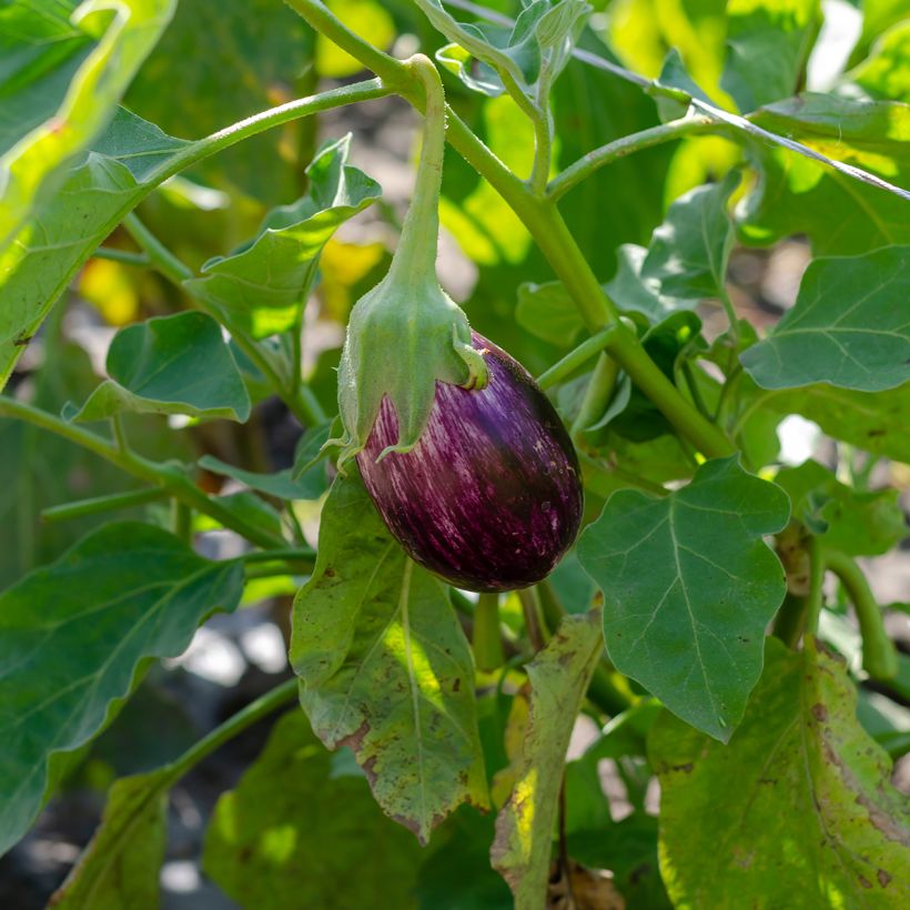 Aubergine Listada de Gandia (Hafen)