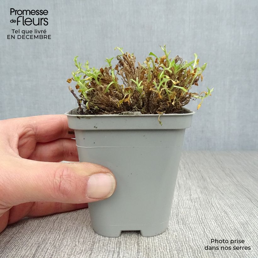 Exemplar von Blaukissen Bressingham Red - Aubrieta Kleine Töpfe von 8/9 cm wie im Winter geliefert