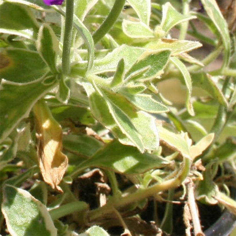 Blaukissen Dr Mules Variegated - Aubrieta (Laub)