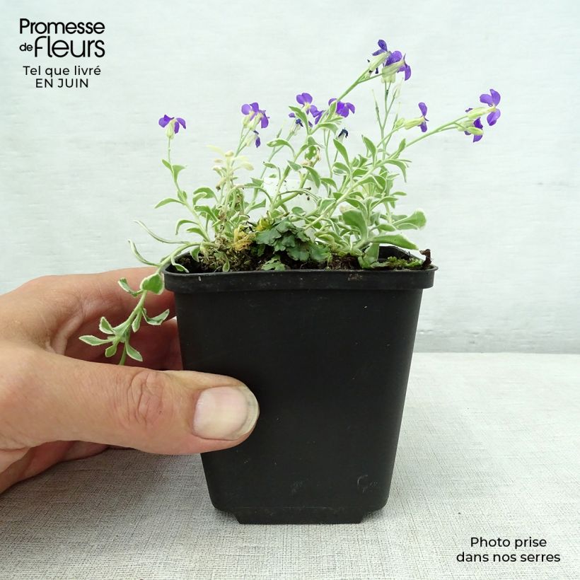 Exemplar von Blaukissen Dr Mules Variegated - Aubrieta Kleine Töpfe von 8/9 cm wie im Sommer geliefert