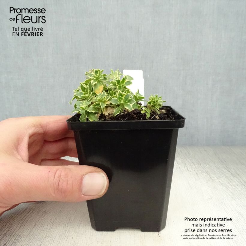 Exemplar von Blaukissen Argenteovariegata - Aubrieta Kleine Töpfe von 8/9 cm wie im Winter geliefert