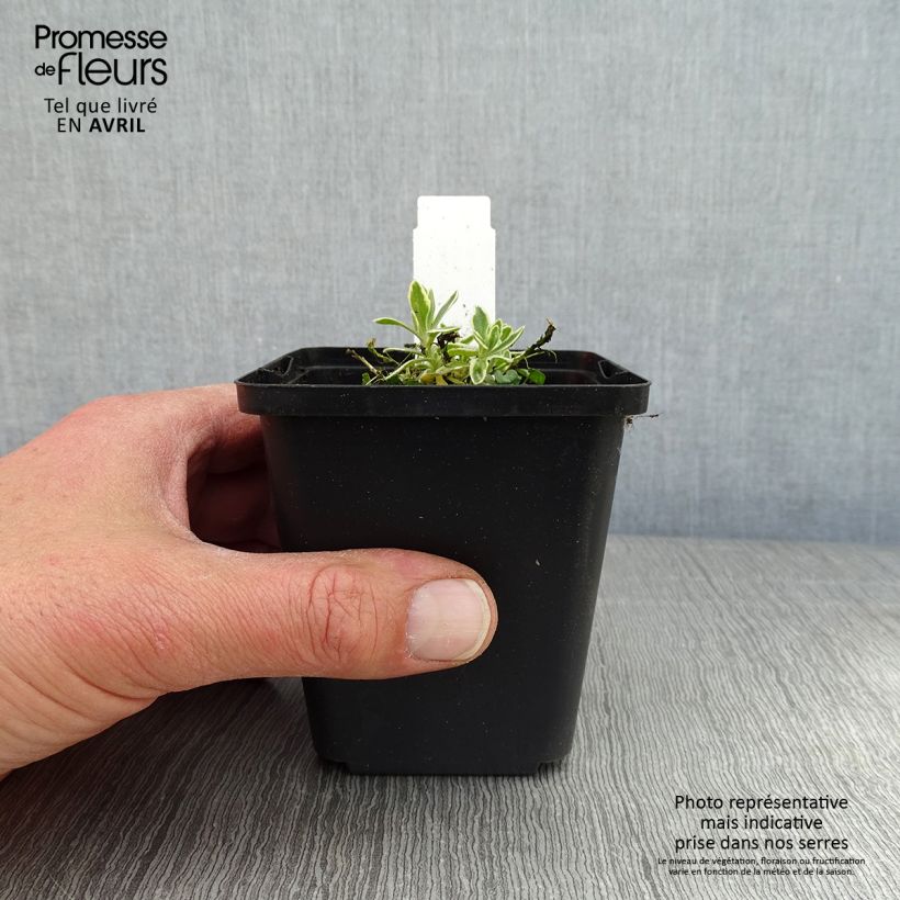 Exemplar von Blaukissen Argenteovariegata - Aubrieta Kleine Töpfe von 8/9 cm wie im Frühjahr geliefert