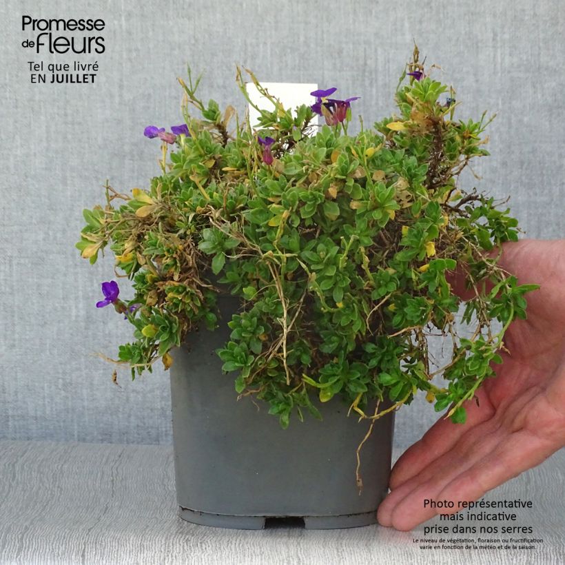 Exemplar von Blaukissen Kitte Blue - Aubrieta Topf mit 2L/3L wie im Sommer geliefert