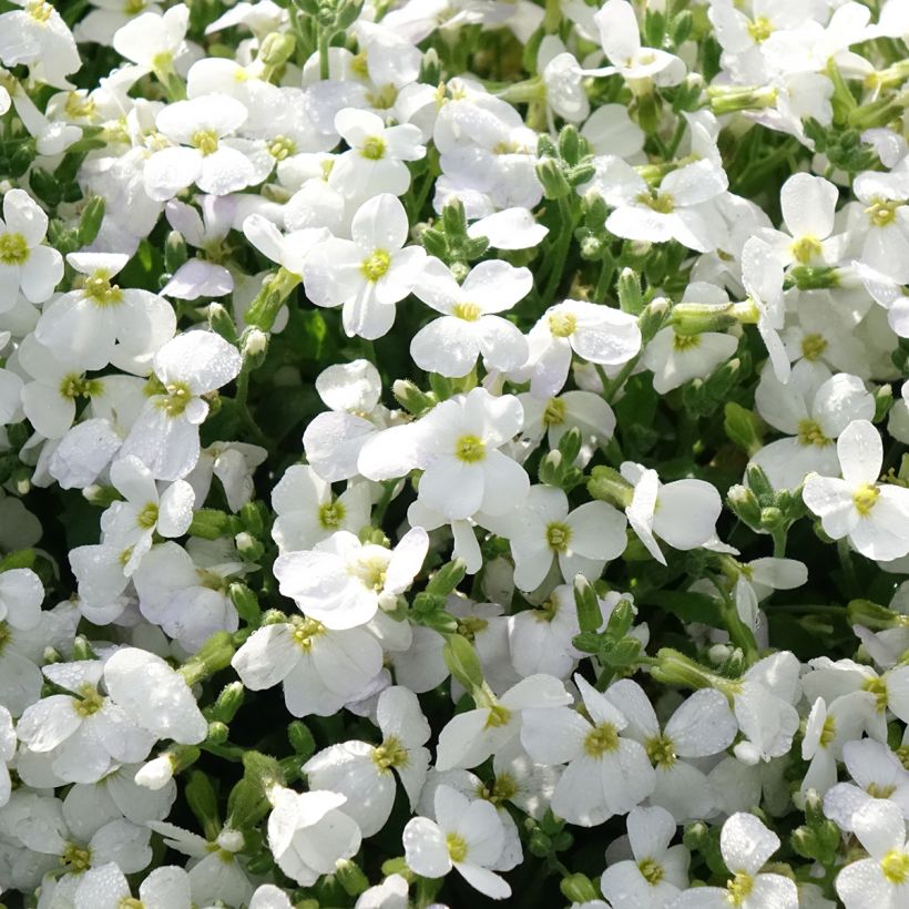 Blaukissen Kitte White - Aubrieta (Blüte)