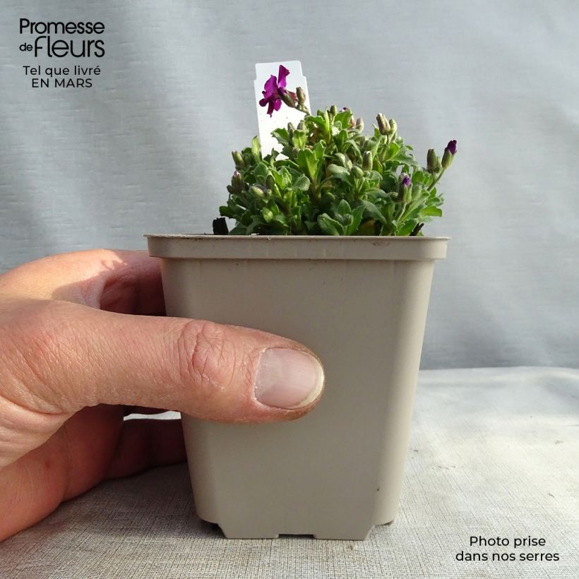 Exemplar von Blaukissen Red Carpet - Aubrieta Kleine Töpfe von 8/9 cm wie im Frühjahr geliefert