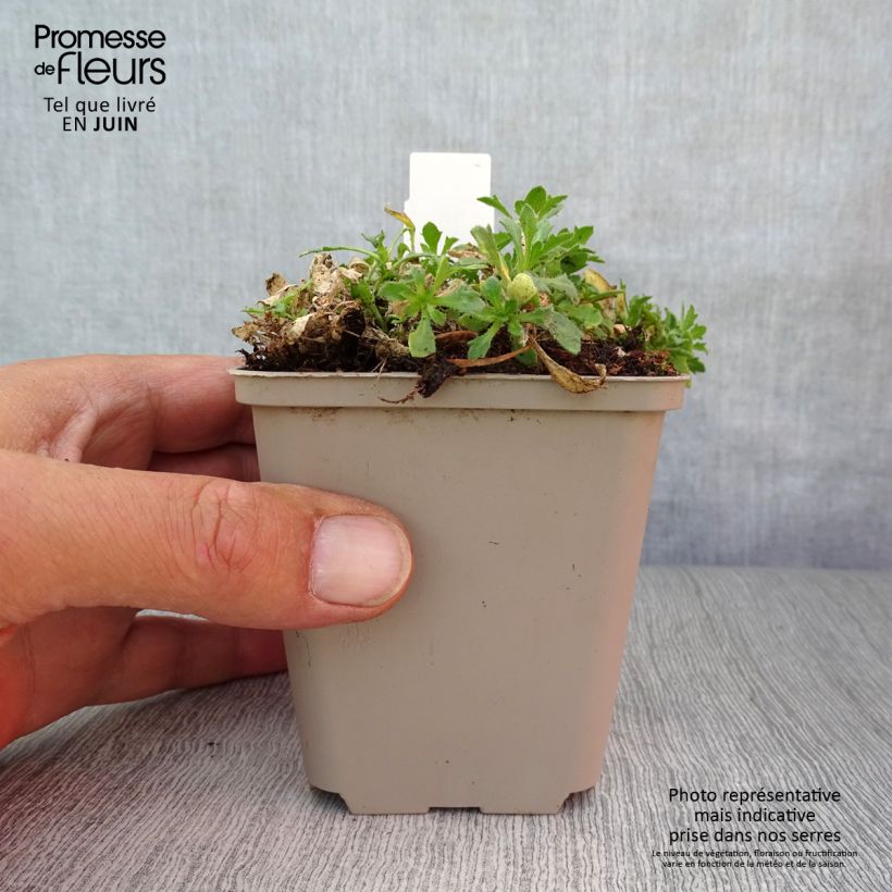 Exemplar von Blaukissen Fiona - Aubrieta Kleine Töpfe von 8/9 cm wie im Sommer geliefert