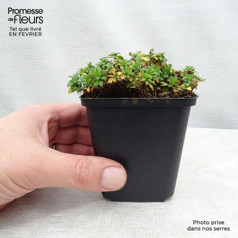 Exemplar von Blaukissen Fiona - Aubrieta Kleine Töpfe von 8/9 cm wie im Winter geliefert