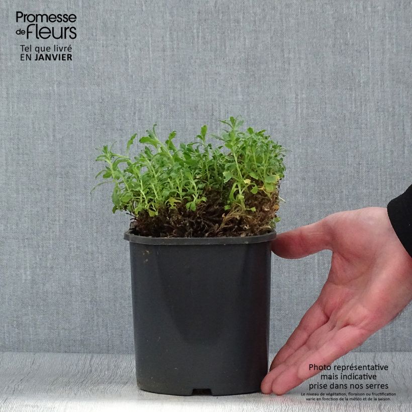 Exemplar von Blaukissen Cascade Blue - Aubrieta Topf mit 2L/3L wie im Winter geliefert