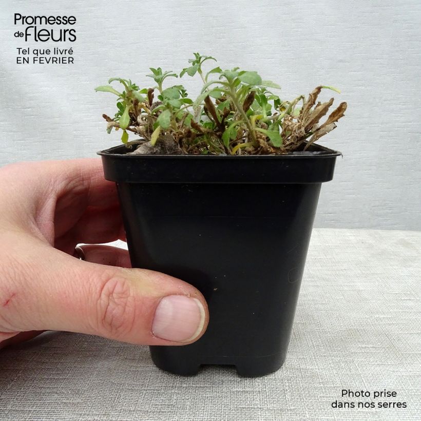 Exemplar von Blaukissen Hamburger Stadtpark - Aubrieta Kleine Töpfe von 8/9 cm wie im Winter geliefert