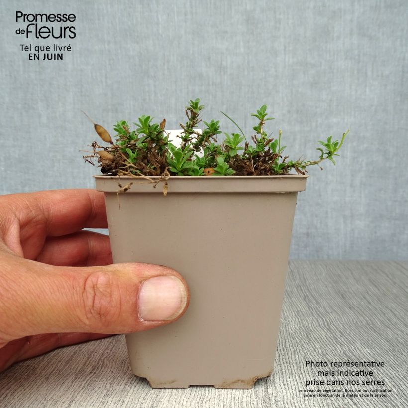 Exemplar von Blaukissen Hamburger Stadtpark - Aubrieta Kleine Töpfe von 8/9 cm wie im Sommer geliefert