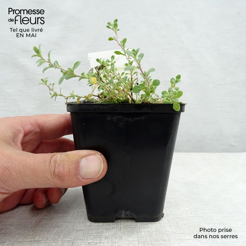 Exemplar von Blaukissen Cascade Purple - Aubrieta Kleine Töpfe von 8/9 cm wie im Frühjahr geliefert