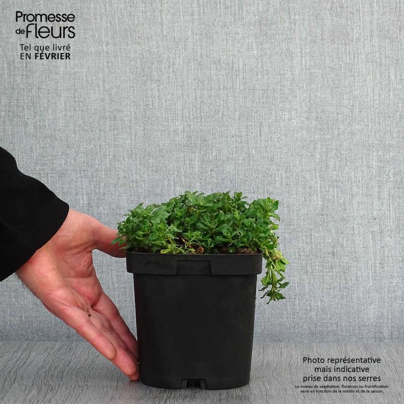 Exemplar von Blaukissen Cascade Purple - Aubrieta Topf mit 2L/3L wie im Winter geliefert