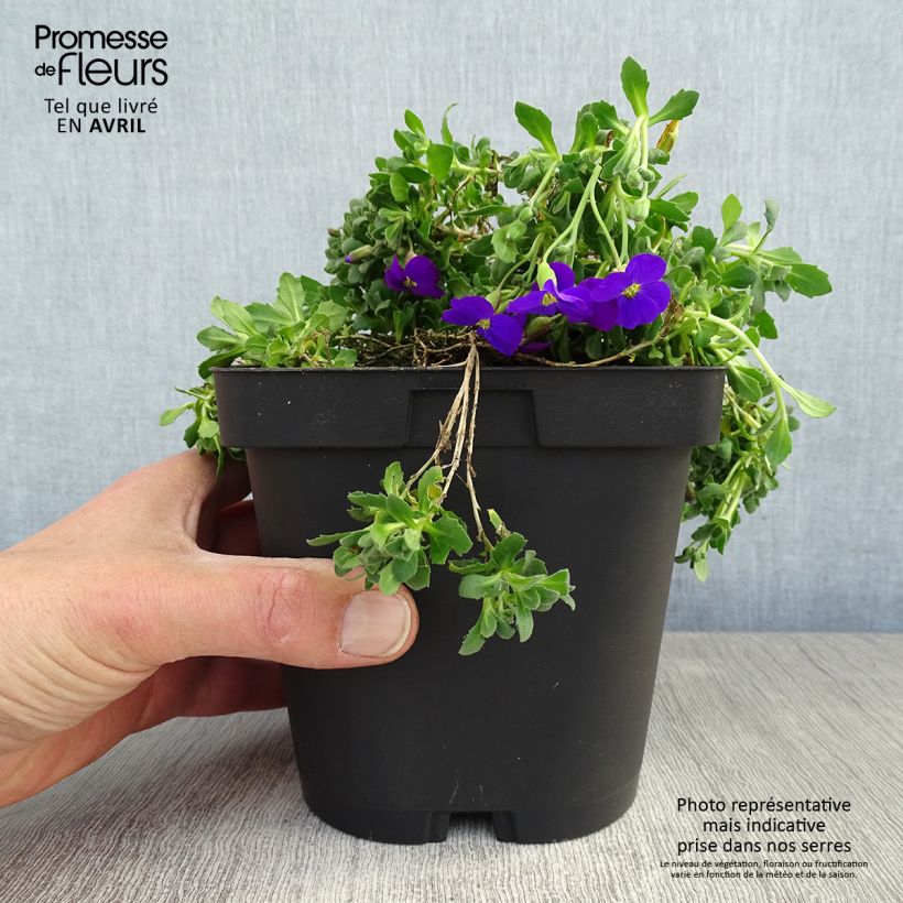 Exemplar von Blaukissen Cascade Purple - Aubrieta Topf mit 2L/3L wie im Frühjahr geliefert