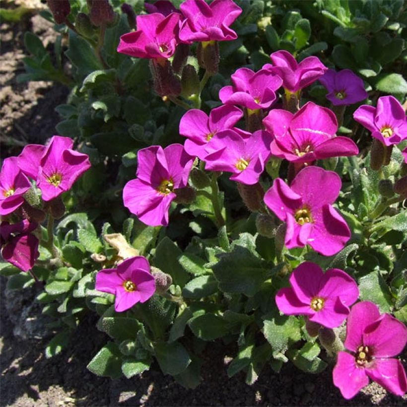 Blaukissen Red Carpet - Aubrieta (Hafen)