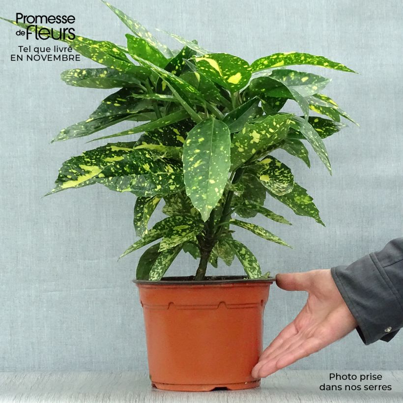 Exemplar von Aucuba japonica Crotonifolia - Japanische Goldorange Topf mit 2L/3L wie im Herbst geliefert
