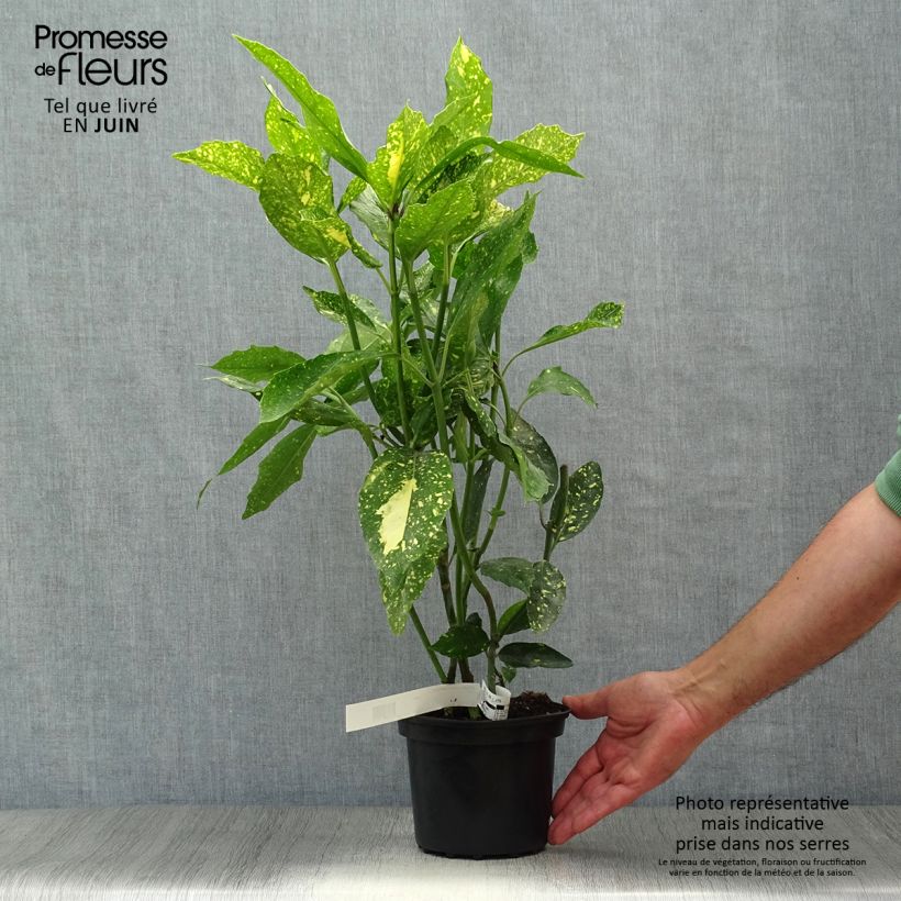 Exemplar von Aucuba japonica Crotonifolia - Japanische Goldorange Topf mit 2L/3L wie im Sommer geliefert
