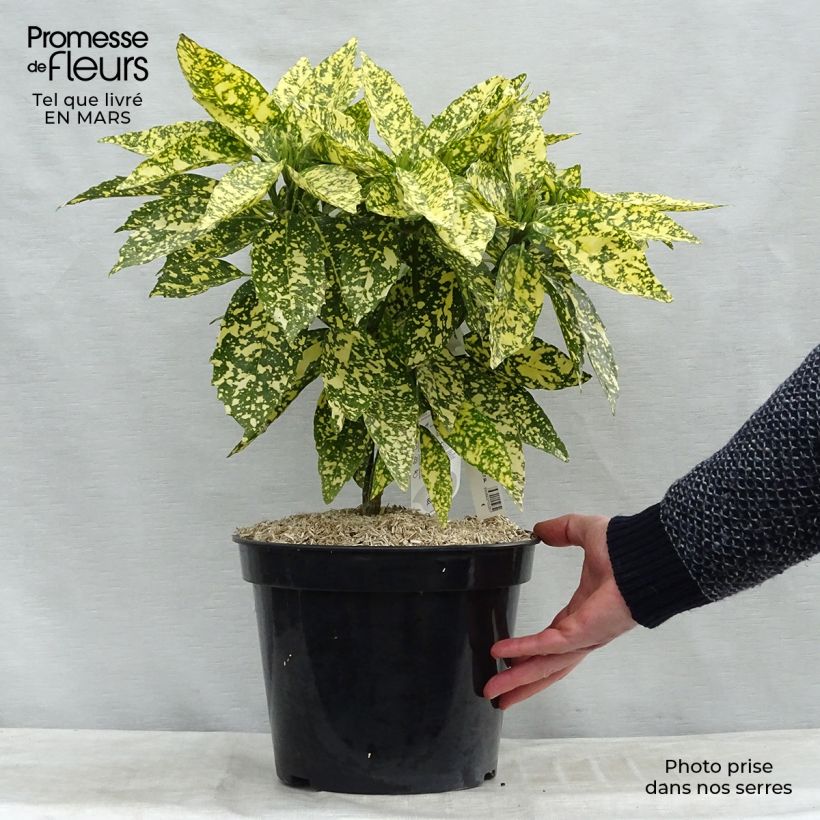 Exemplar von Aucuba japonica Crotonifolia - Japanische Goldorange Topf mit 7,5L/10L wie im Winter geliefert