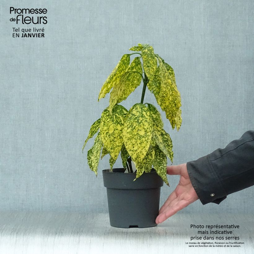 Exemplar von Aucuba japonica Golden King - Japanische Goldorange Topf mit 2L/3L wie im Winter geliefert