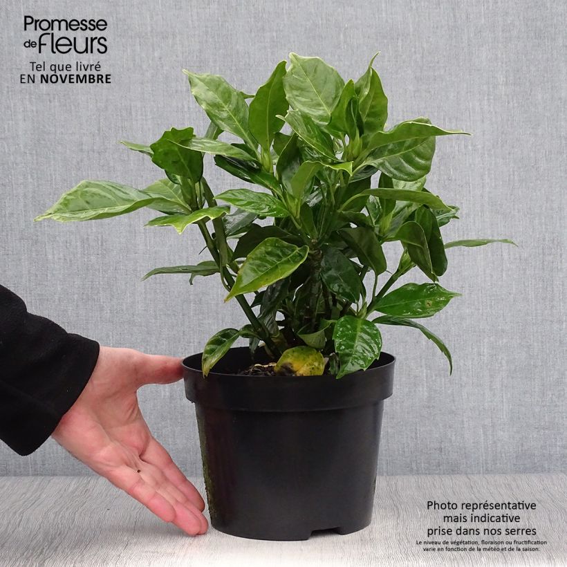 Exemplar von Aucuba japonica Rozannie - Japanische Goldorange Topf mit 2L/3L wie im Herbst geliefert