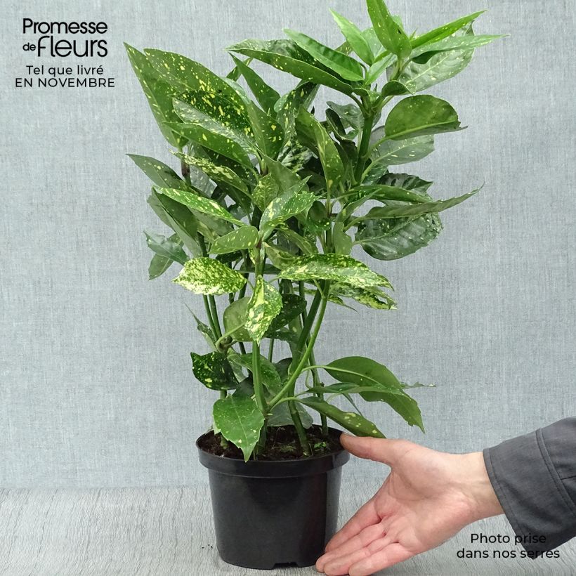Exemplar von Aucuba japonica Variegata - Japanische Goldorange Topf mit 2L/3L wie im Herbst geliefert
