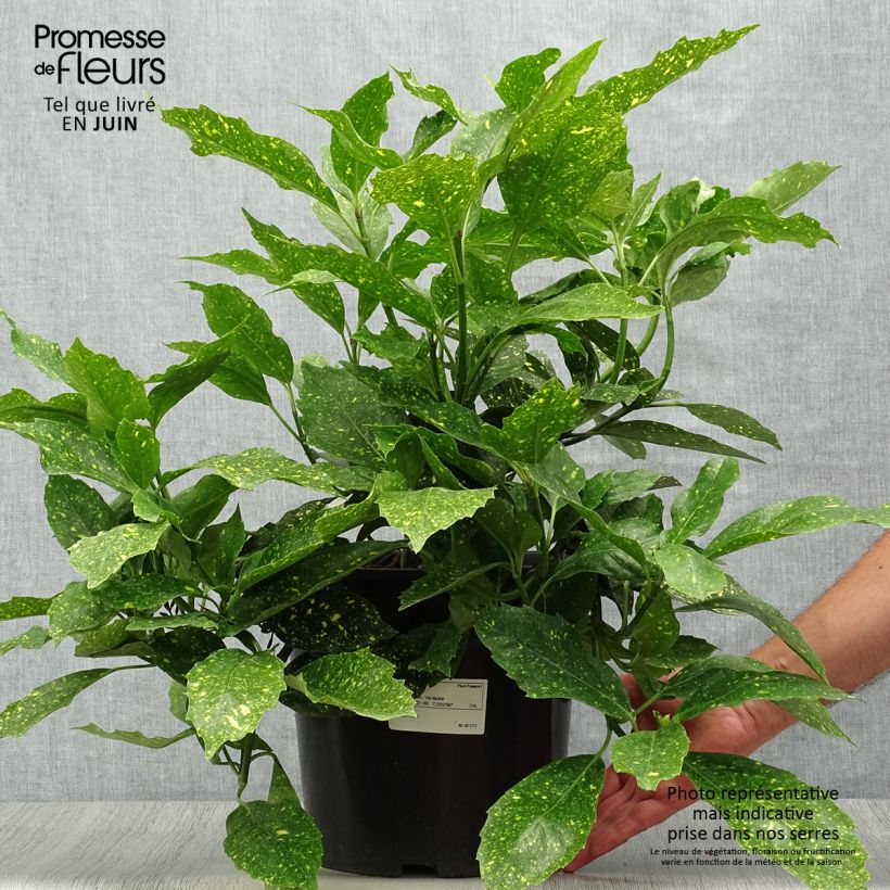Exemplar von Aucuba japonica Variegata - Japanische Goldorange Topf mit 7,5L/10L wie im Sommer geliefert