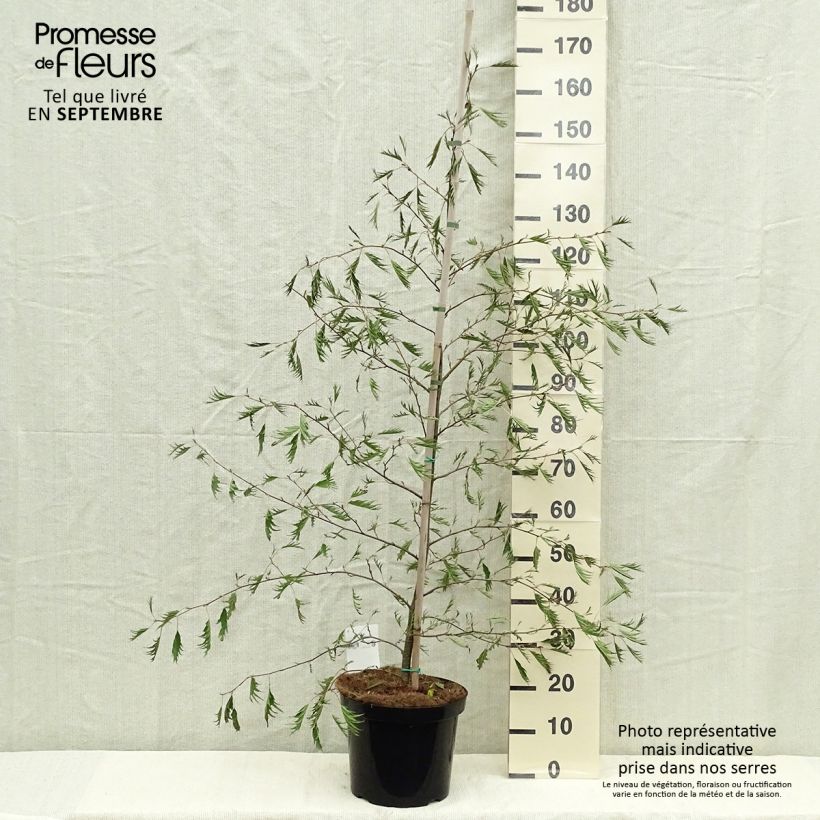 Exemplar von Alnus glutinosa Imperialis - Schwarz-Erle Topf mit 7,5L/10L wie im Herbst geliefert