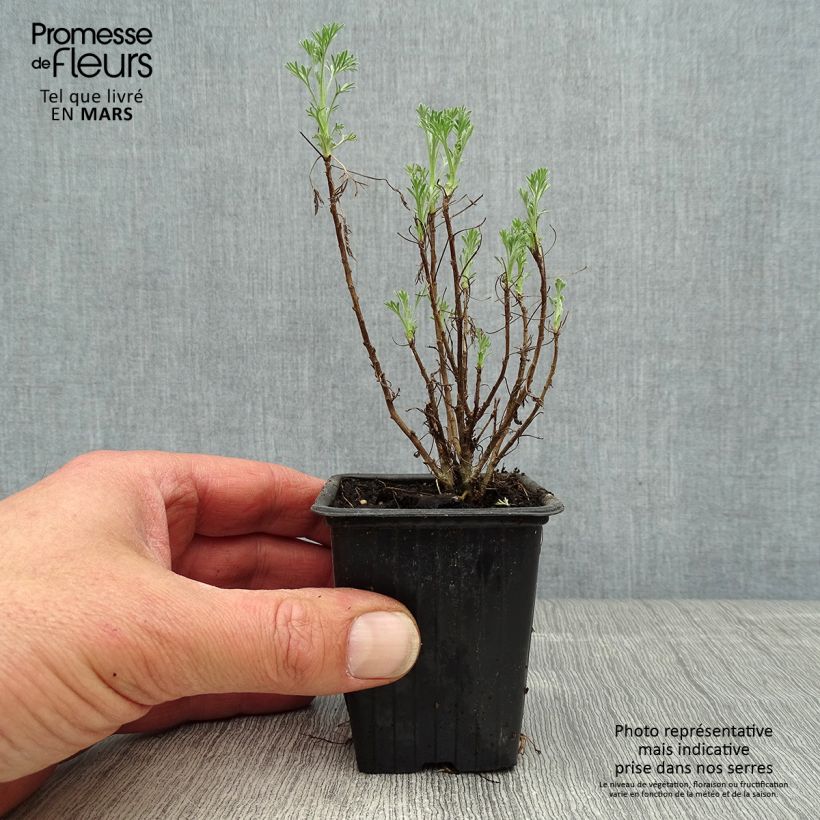 Exemplar von Eberraute - Artemisia abrotanum Kleine Töpfe von 7/8 cm wie im Frühjahr geliefert