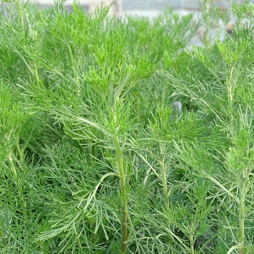 Eberraute - Artemisia abrotanum (Laub)