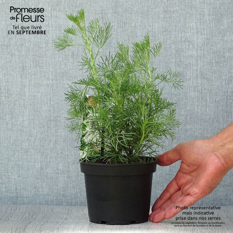 Exemplar von Eberraute - Artemisia abrotanum Topf mit 1,5L/2L wie im Herbst geliefert