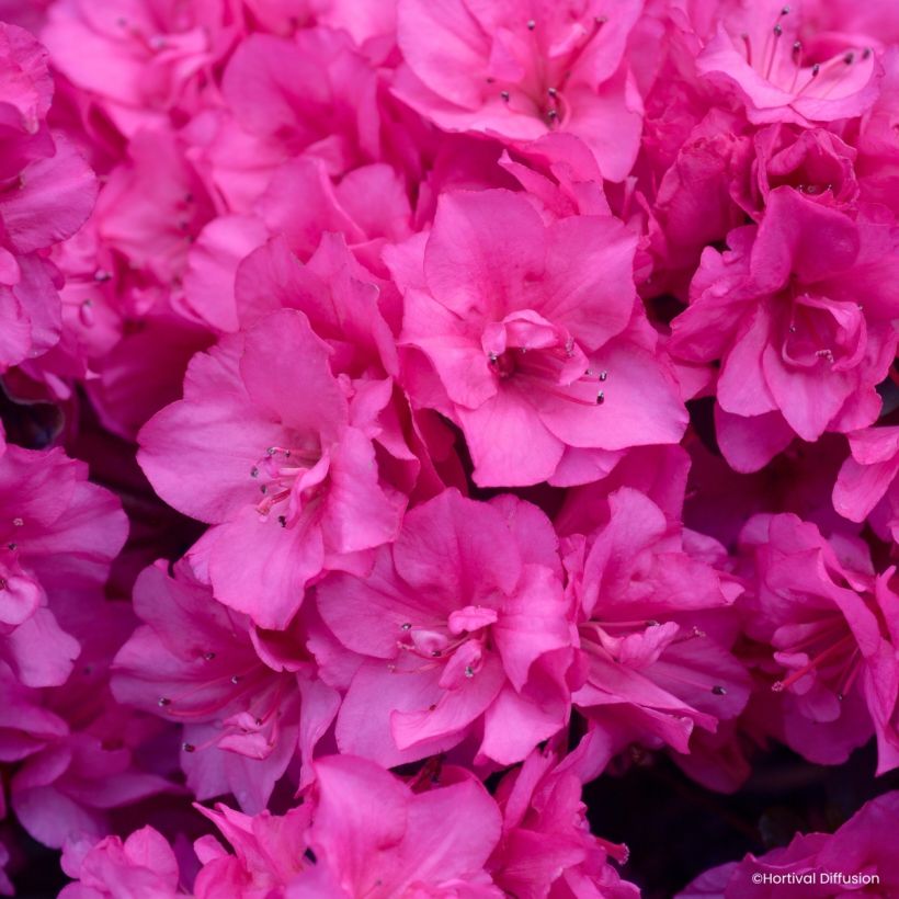Japanische Azalee Dance Pink – Azalea (Blüte)