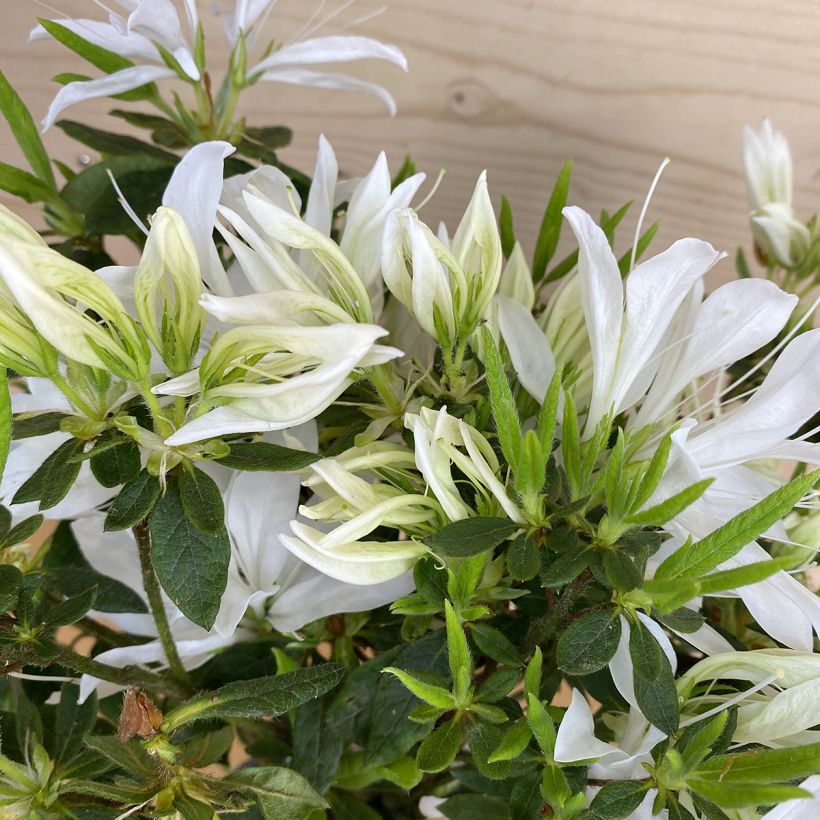 Japanische Azalee Koromo shikibu White - Azalea (Laub)