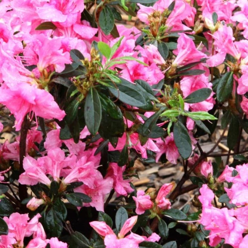 Japanische Azalee ENCORE Carnival - Azalea (Laub)