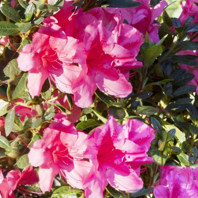 Japanische Azalee ENCORE Carnival - Azalea (Blüte)