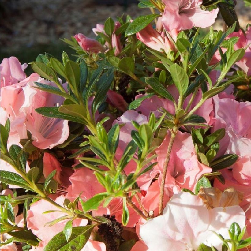 Japanische Azalee ENCORE Debutante - Azalea (Laub)