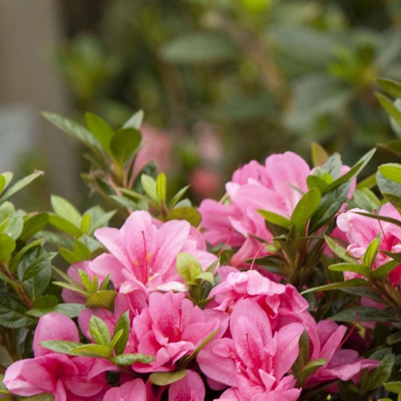 Japanische Azalee ENCORE Empress - Azalea (Laub)