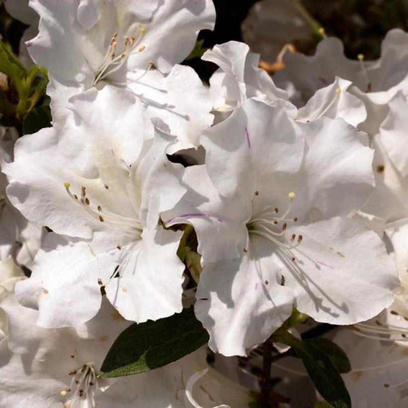 Japanische Azalee ENCORE Lily - Azalea (Blüte)