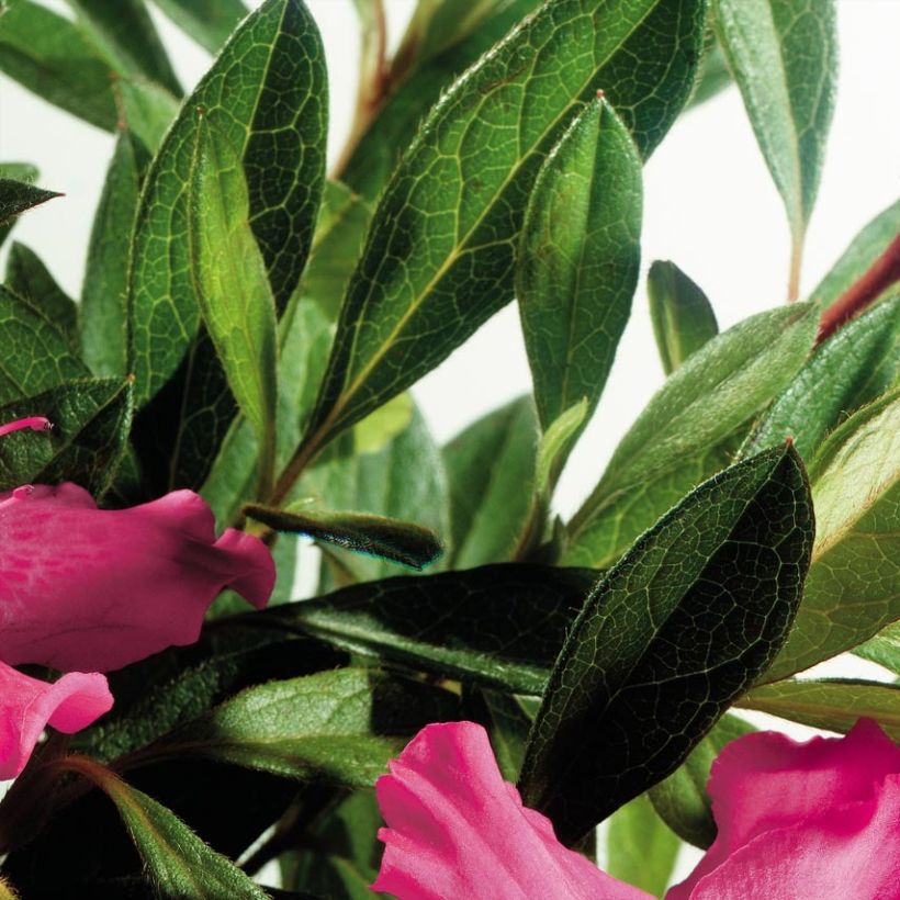 Japanische Azalee ENCORE Sundance - Azalea (Laub)