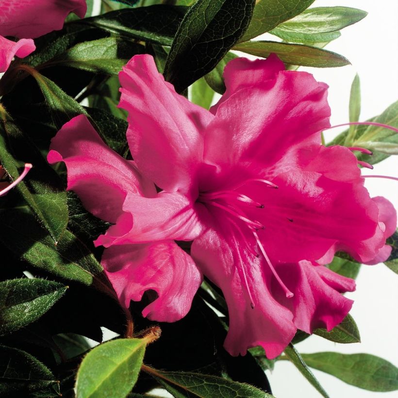 Japanische Azalee ENCORE Sundance - Azalea (Blüte)