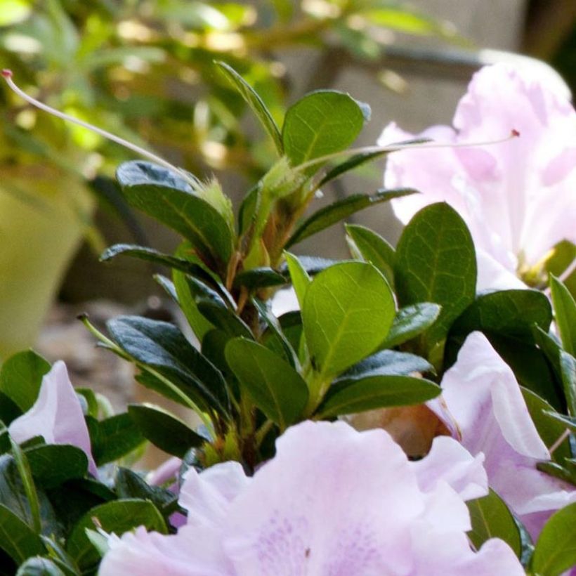 Japanische Azalee ENCORE Sweetheart - Azalea (Laub)