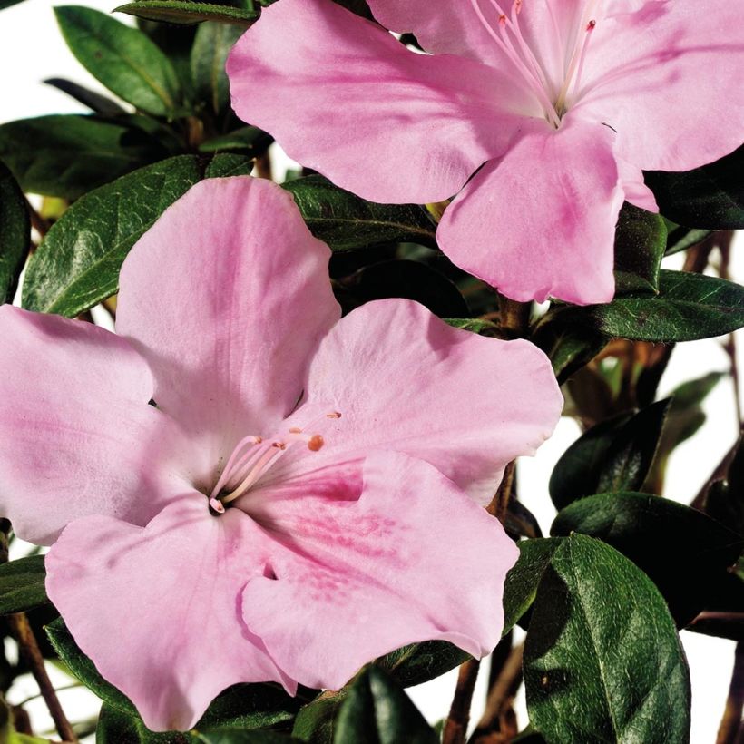 Japanische Azalee ENCORE Sweetheart - Azalea (Blüte)