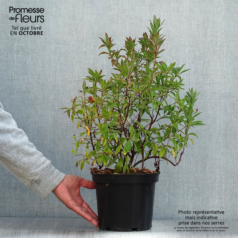 Exemplar von Azalea canescens - Bergazalee Topf mit 4L/5L wie im Herbst geliefert
