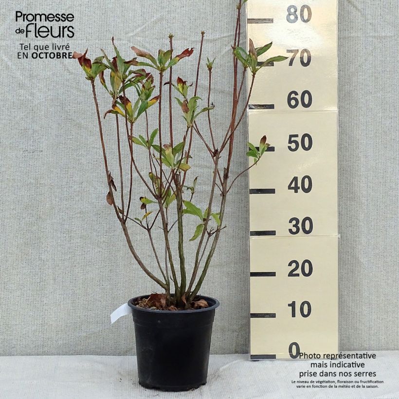 Exemplar von Sommergrüne Azalee Satan - Azalea mollis Topf mit 4L/5L wie im Herbst geliefert
