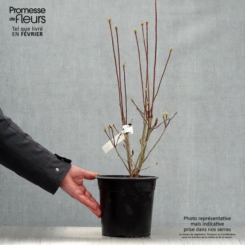 Exemplar von Sommergrüne Azalee Satan - Azalea mollis Topf mit 4L/5L wie im Winter geliefert