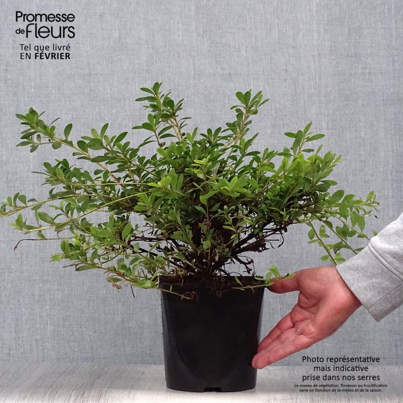 Exemplar von Japanische Azalee Pink Cascade - Azalea nakaharae Topf mit 2L/3L wie im Herbst geliefert