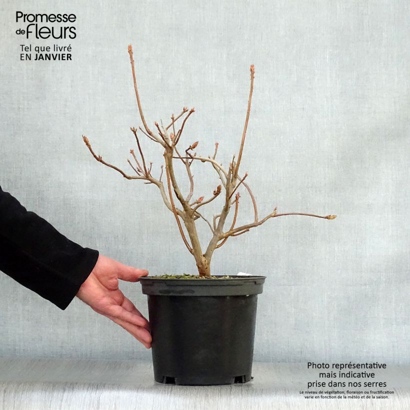 Exemplar von Sommergrüne Azalee Anneke - Azalea Topf mit 4L/5L wie im Winter geliefert